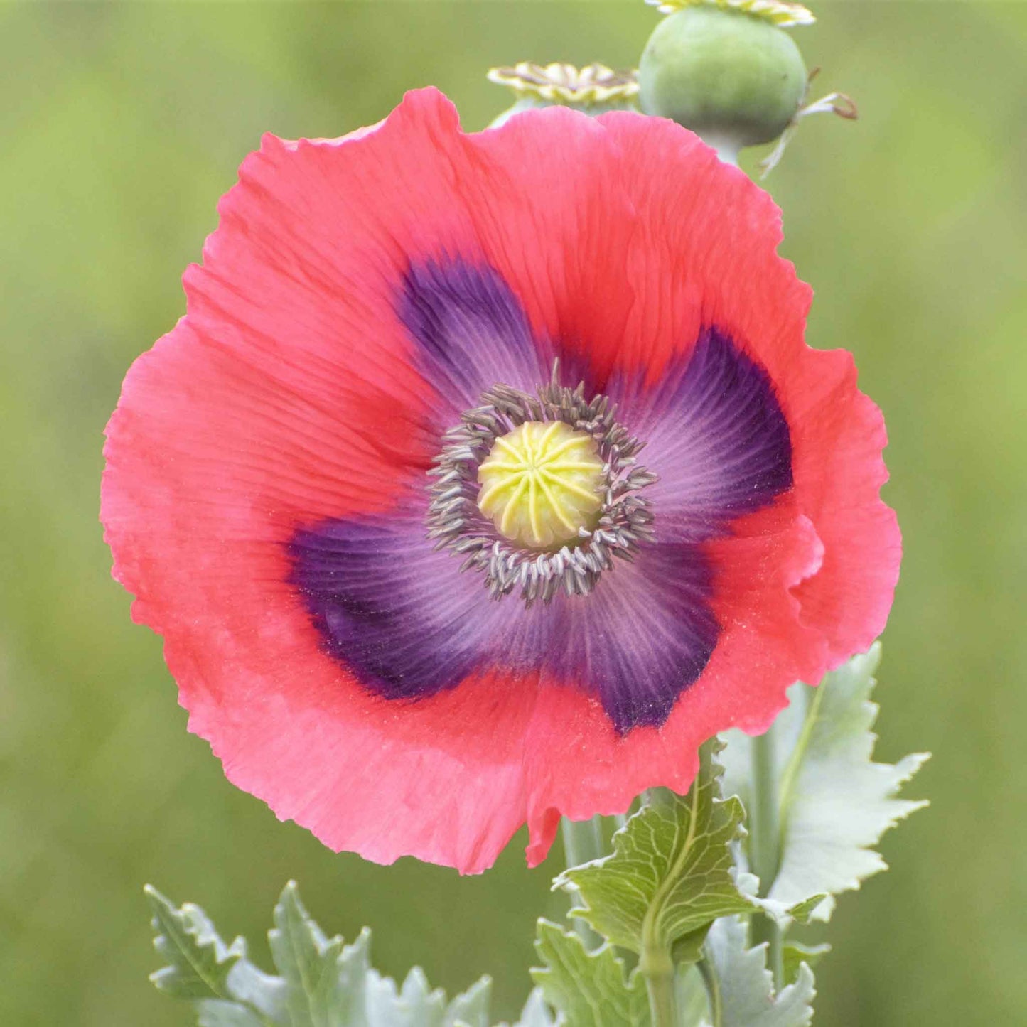 poppy seed flower pictures Bulk Poppy Seeds - The Giant