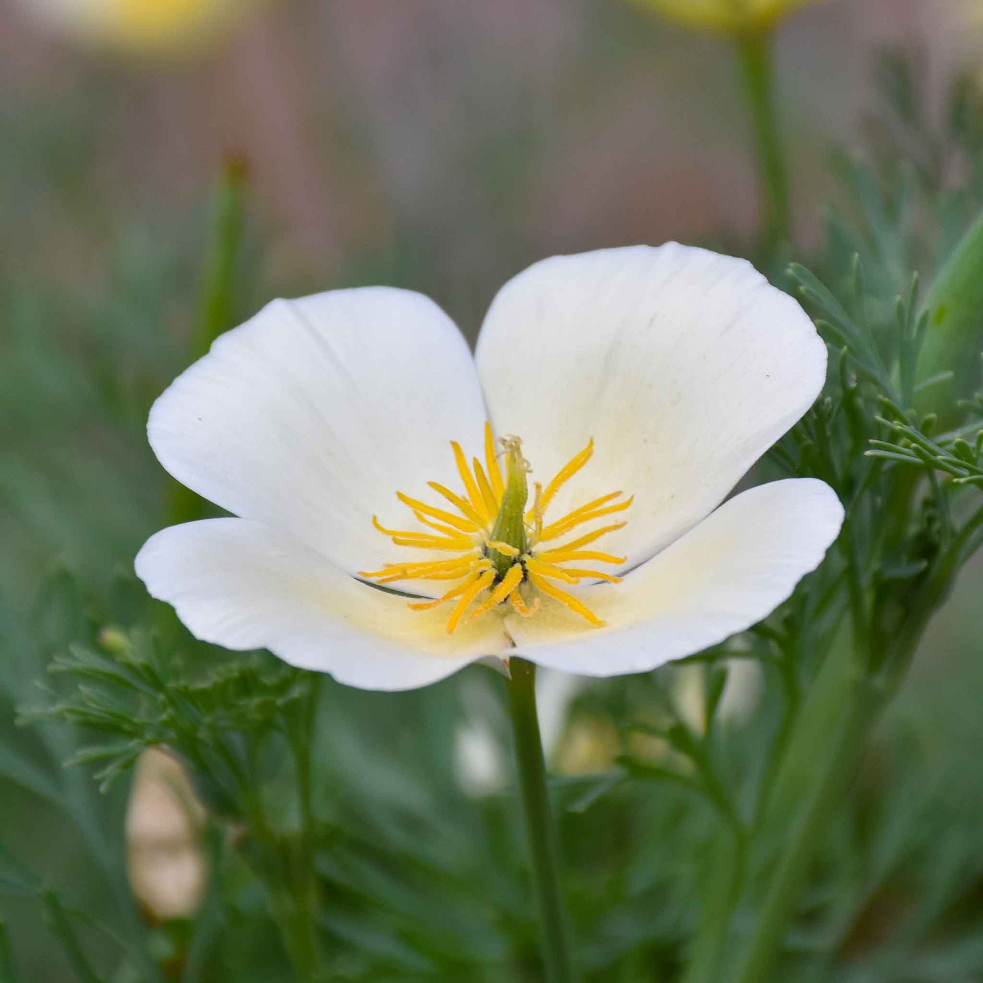 poppy flower seeds Bulk California Poppy Seeds - White Linen