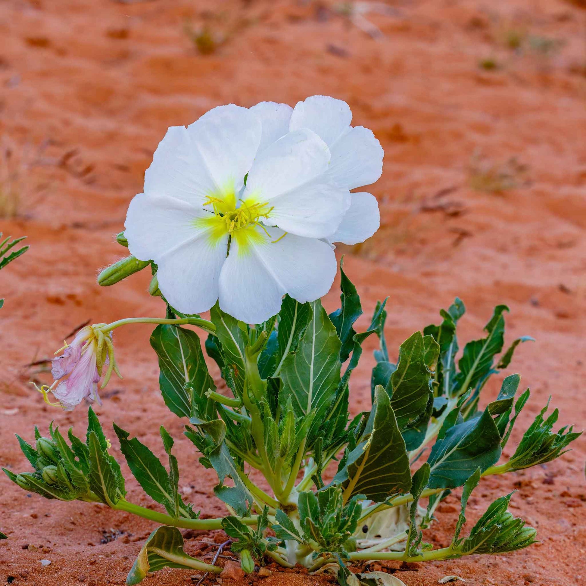 primrose flower seeds Bulk Pale Evening Primrose Seeds