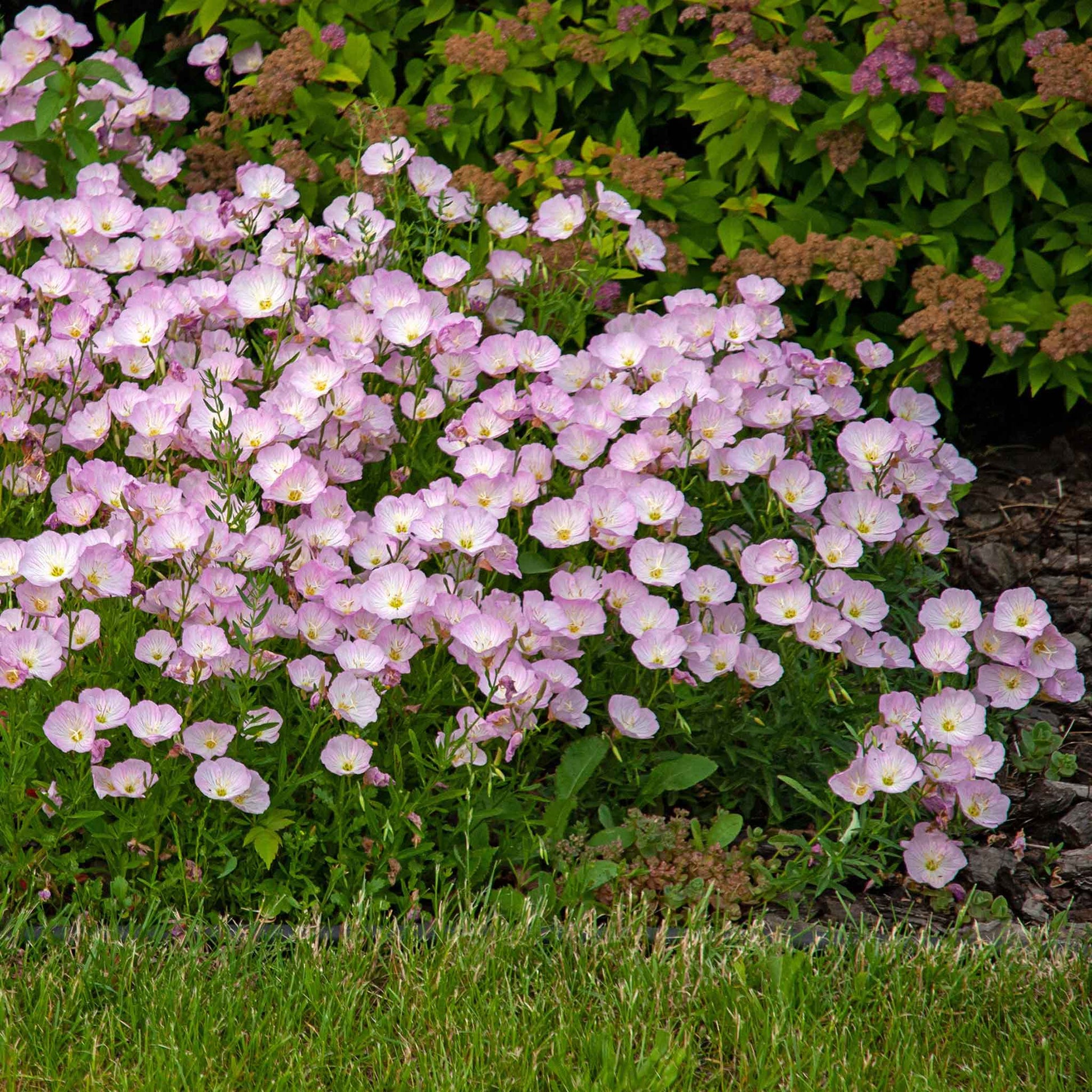 primrose sonnensegel Bulk Showy Evening Primrose Seeds