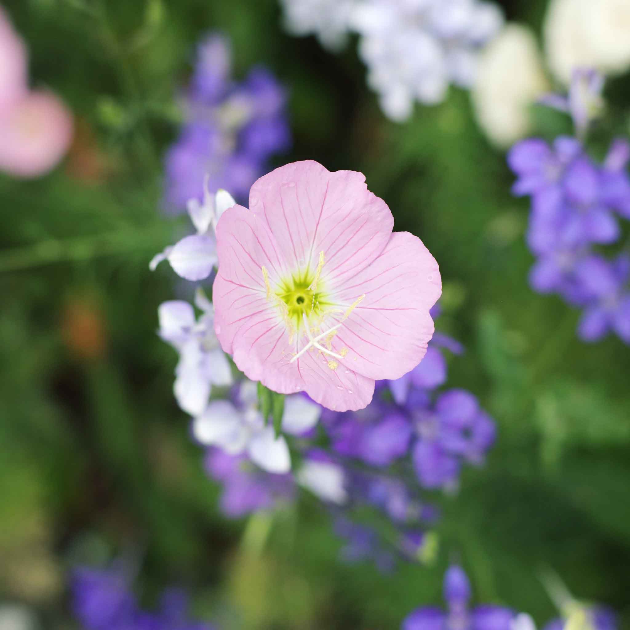 Showy Evening Primrose – Oenothera Speciosa, 10,000 Bulk Seeds, Seed Jet