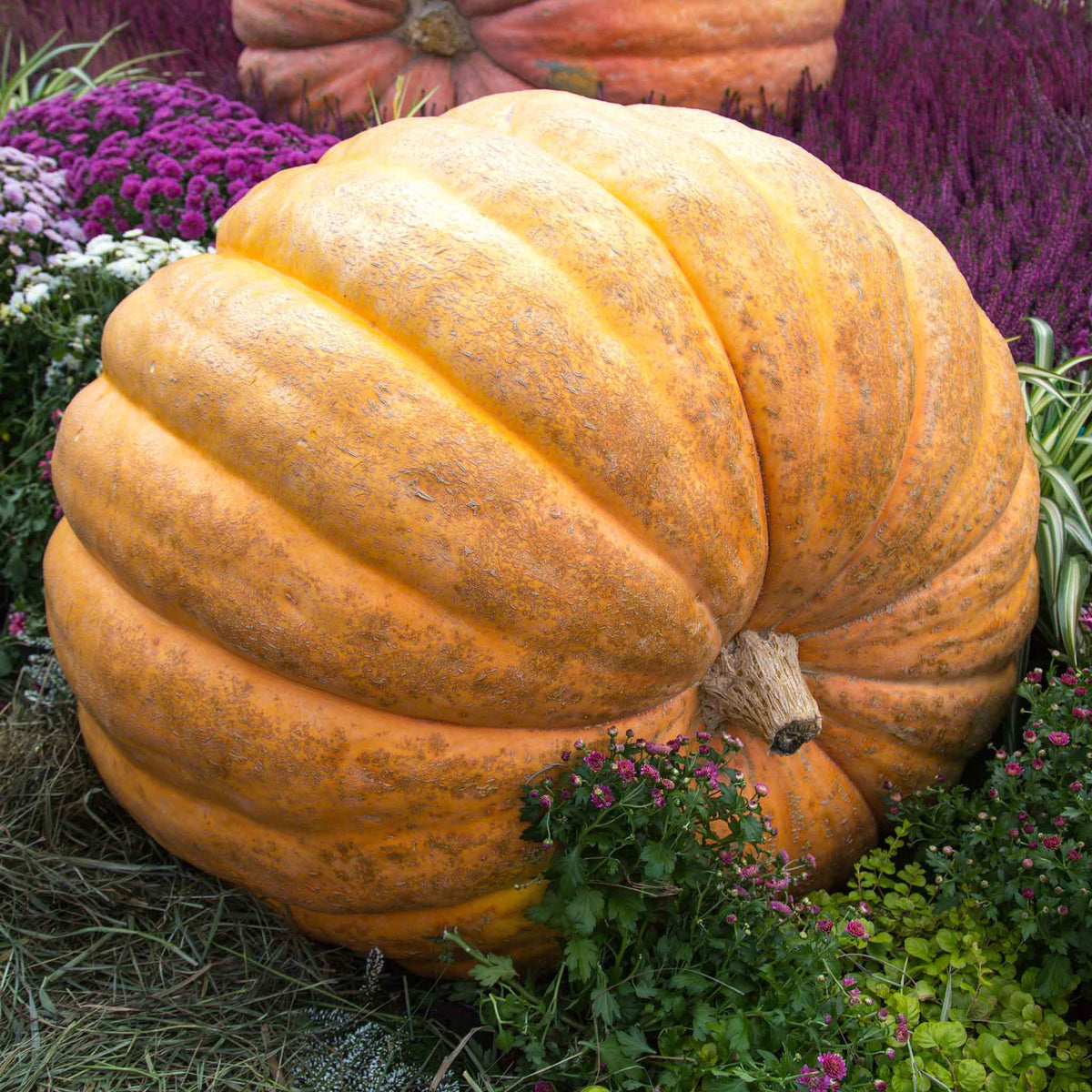 Axel's Garden Seeds Sugar Pie Pumpkin Seeds – 1 Pound (4,000+ Heirloom Non-GMO Seeds) For Home Gardens