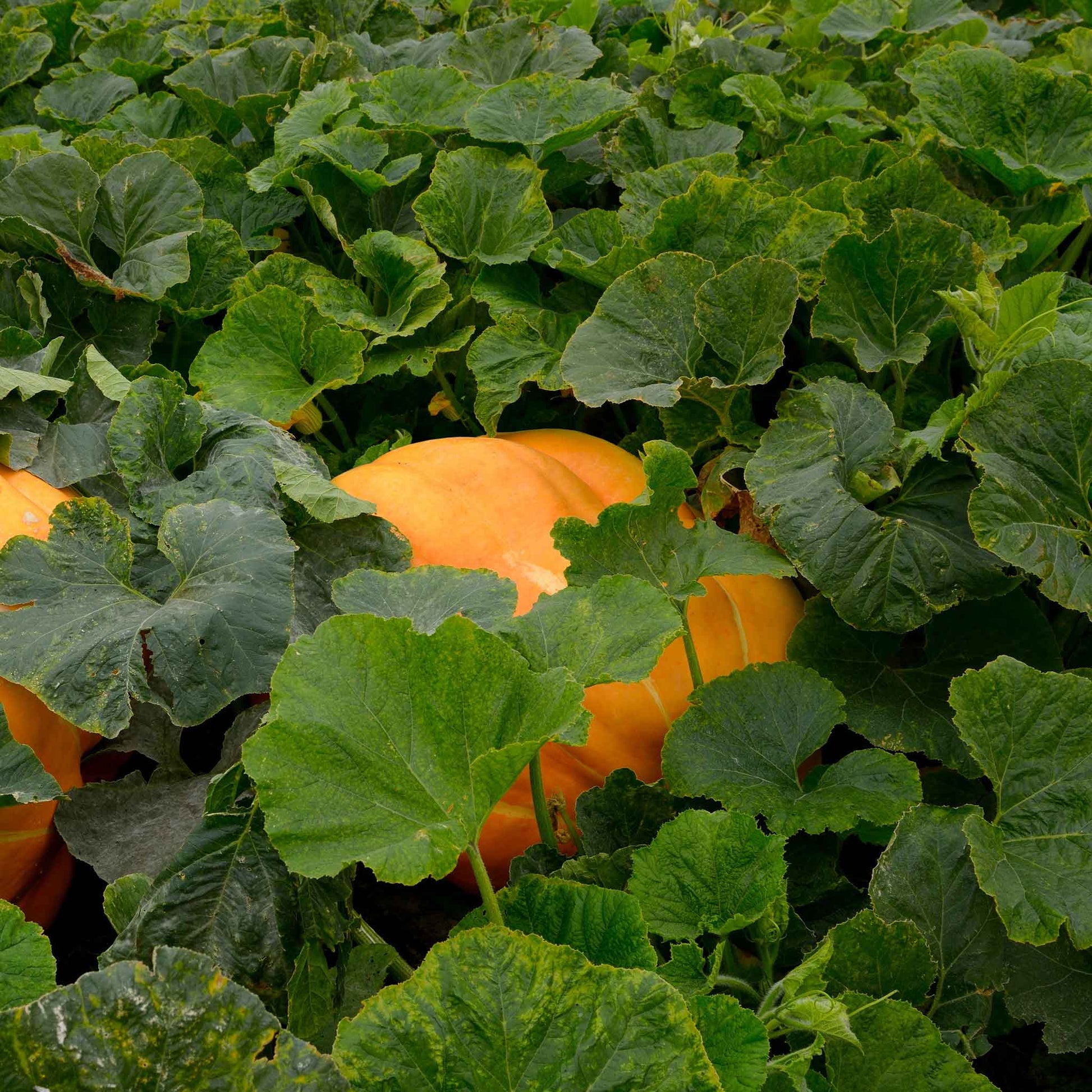 bulk pumpkin seeds for planting Bulk Pumpkin Seeds - Atlantic Giant