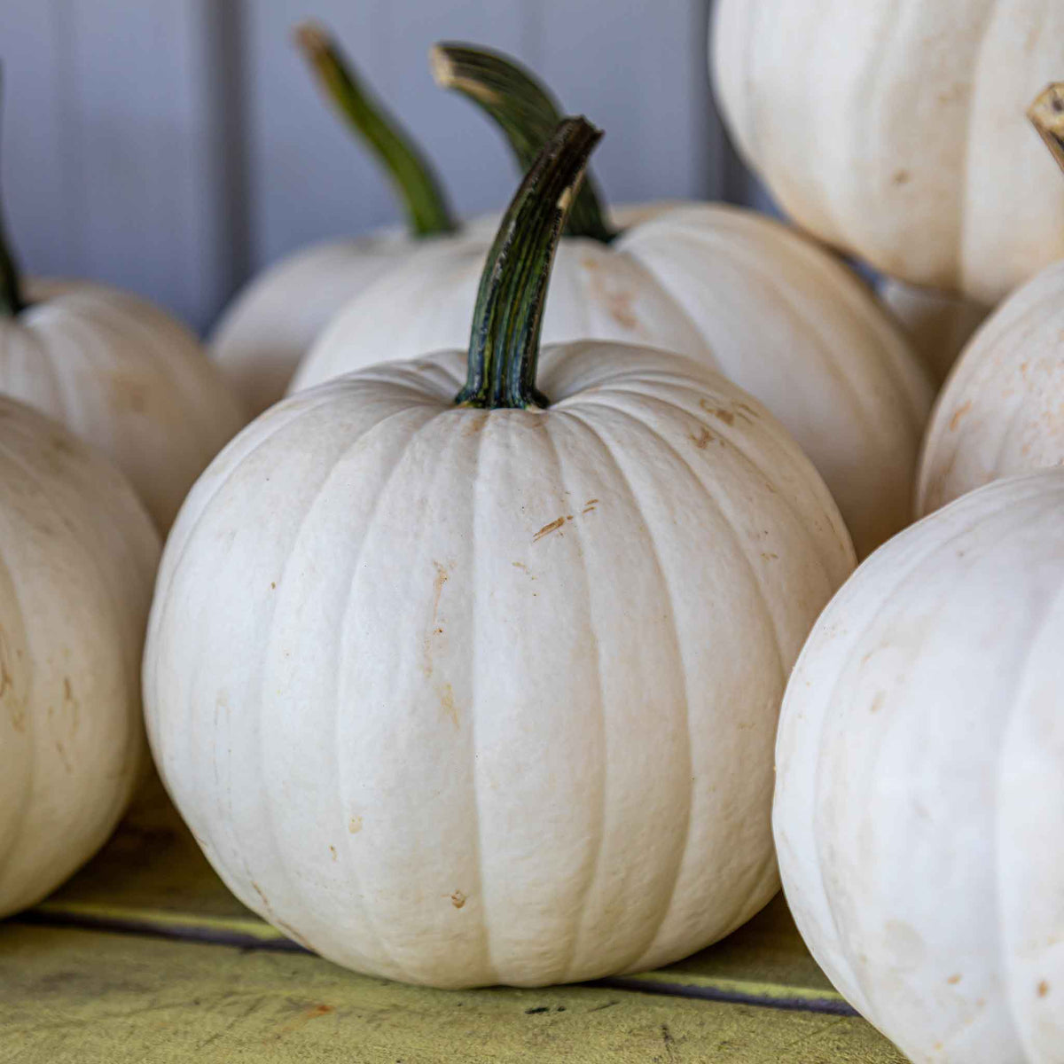 Deep Ridges Pumpkin Bulk Pumpkin Seeds - Casper | Bulk Seed Store