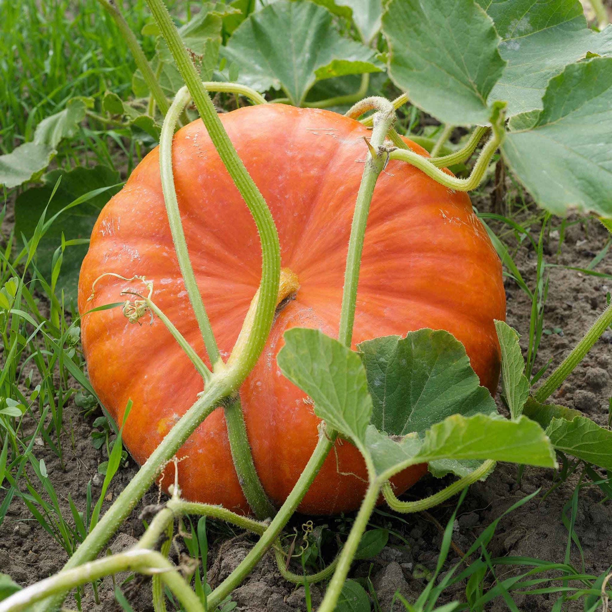 pumpkin seed plant Bulk Pumpkin Seeds - Cinderella