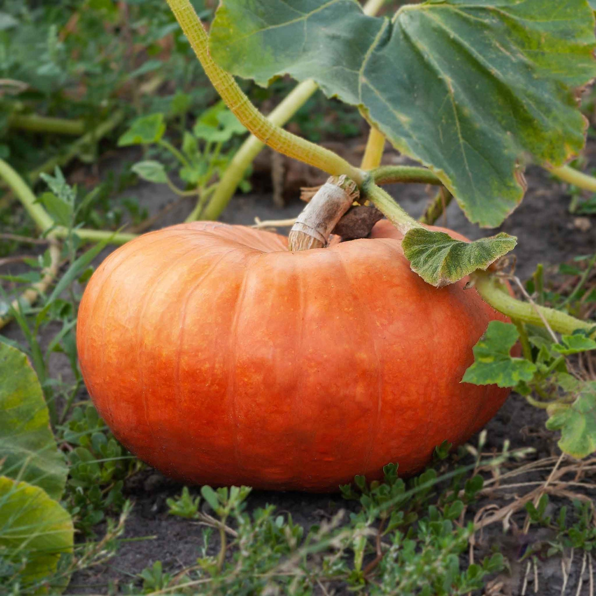 pumpkin seeds for garden Bulk Pumpkin Seeds - Cinderella