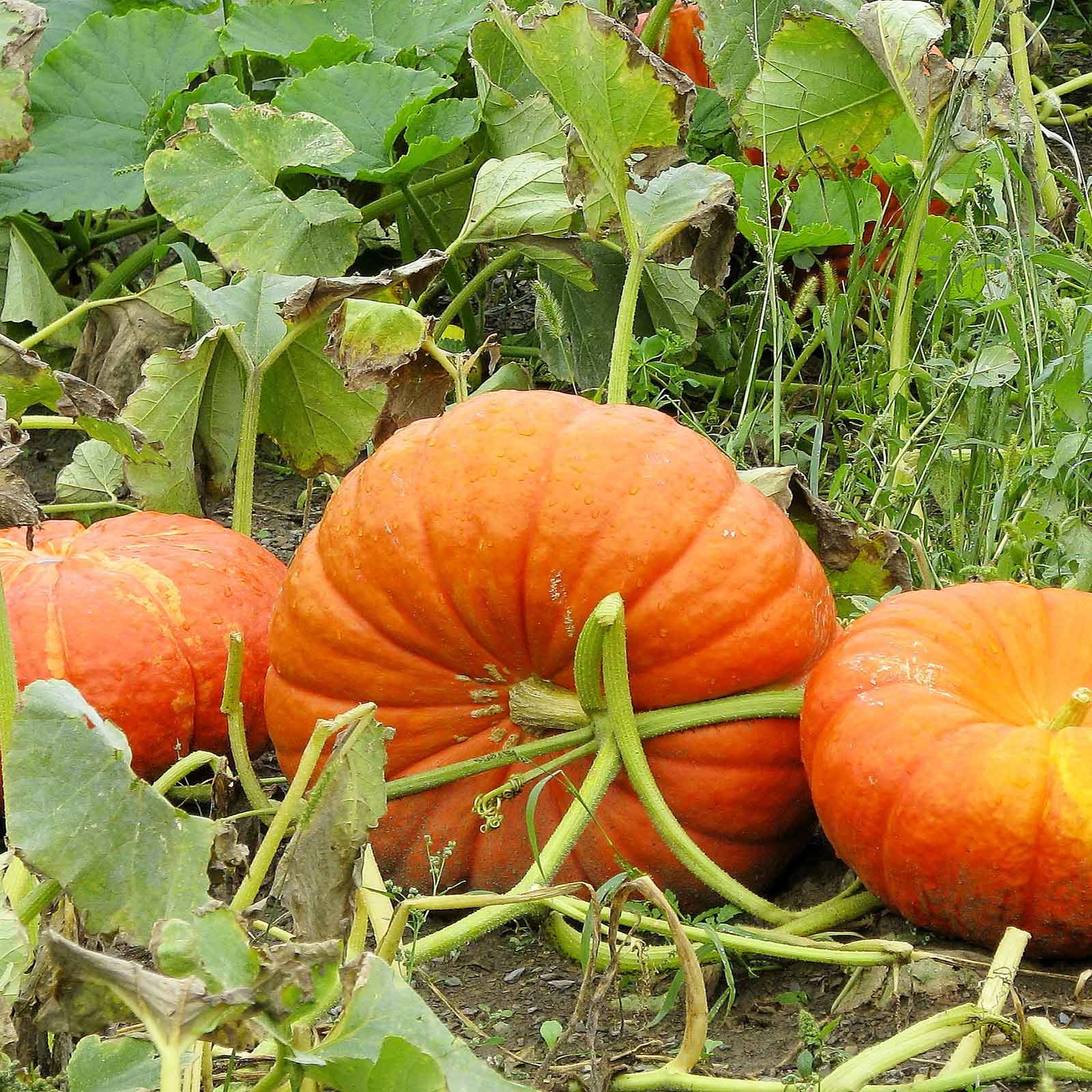 where to buy pumpkin seeds for planting Bulk Pumpkin Seeds - Cinderella