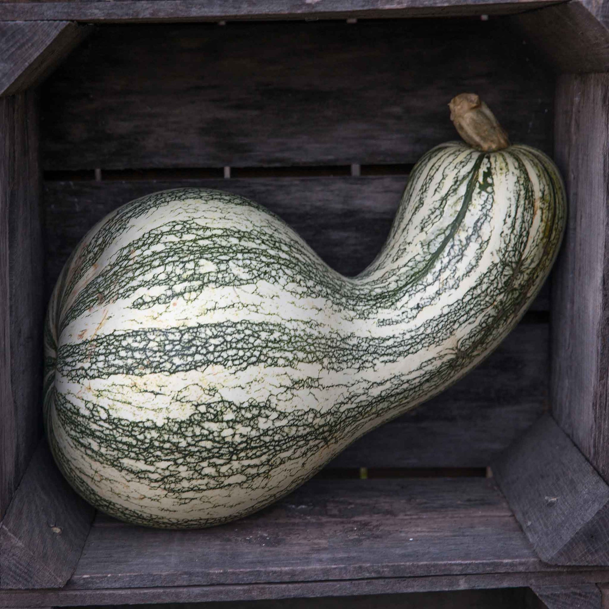 pumpkin seeds for planting bulk Bulk Pumpkin Seeds - Cushaw Green-Striped