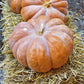 A single, medium-sized, Fairytale pumpkin with deep ridges and a short, dark green stem, against a straw background.