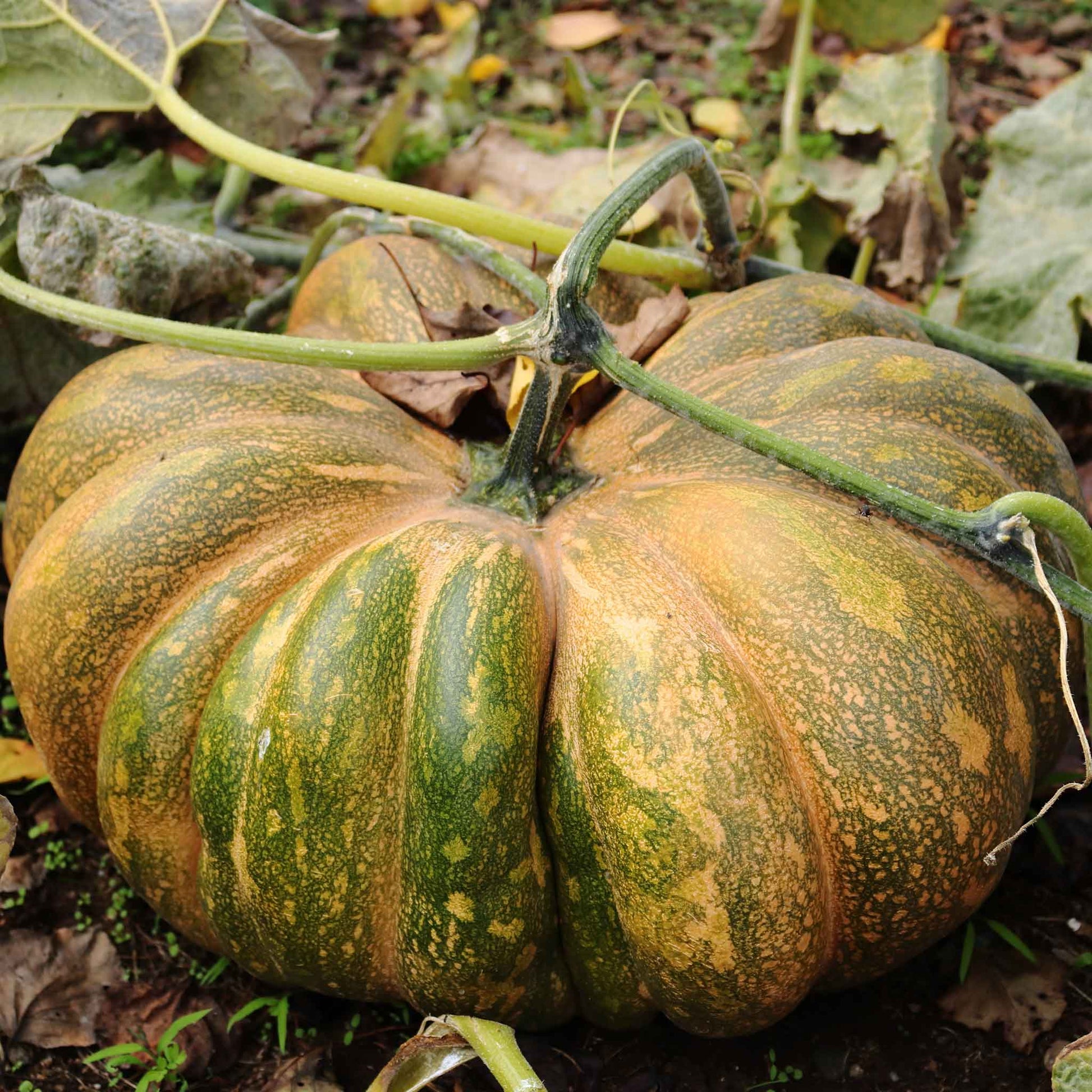 pumpkin seed flower Bulk Pumpkin Seeds - Fairytale