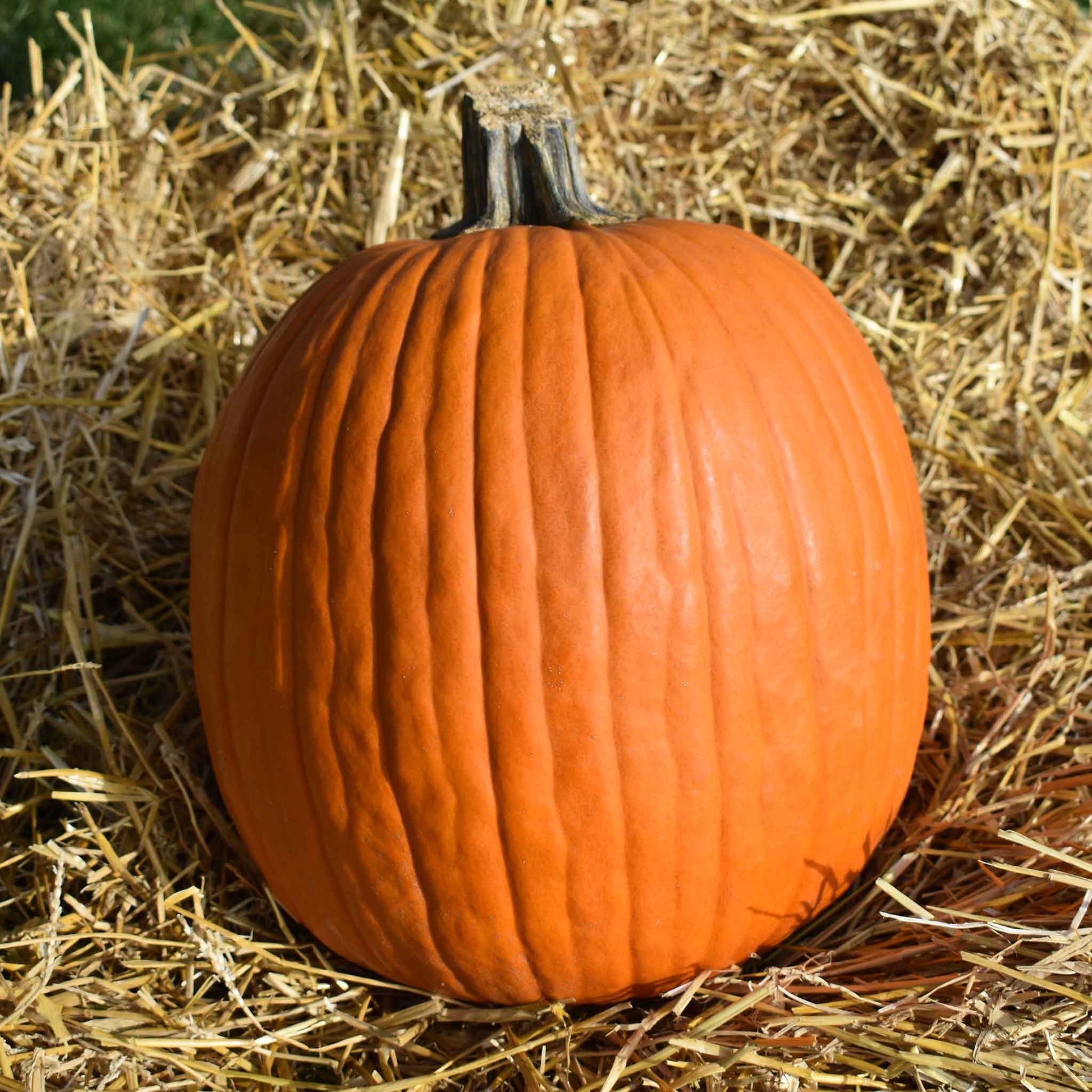 bulk pumpkin seeds for planting Bulk Pumpkin Seeds - Howdens Field