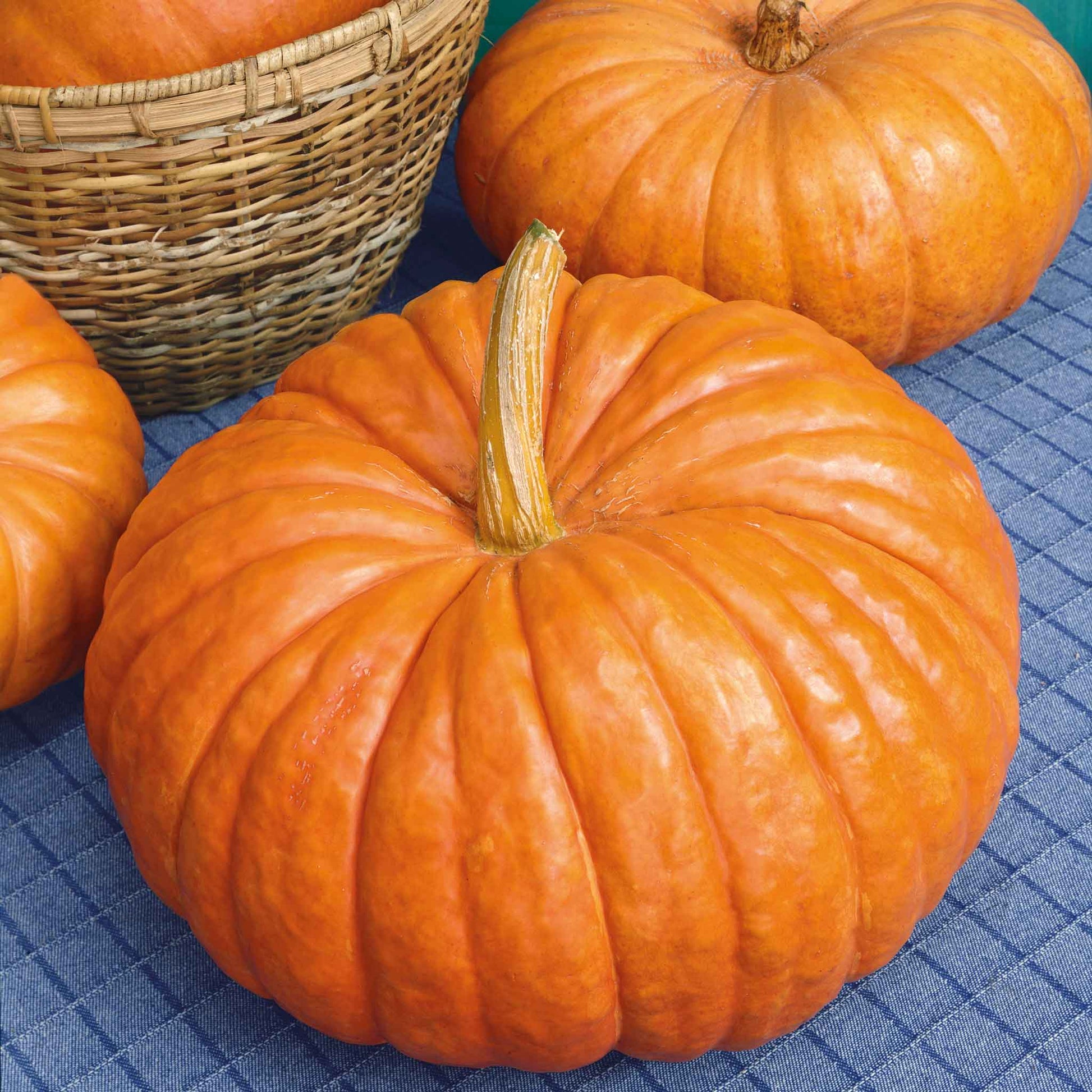 bulk pumpkin seeds for planting uk Bulk Pumpkin Seeds - Rouge Vif d'Etampes