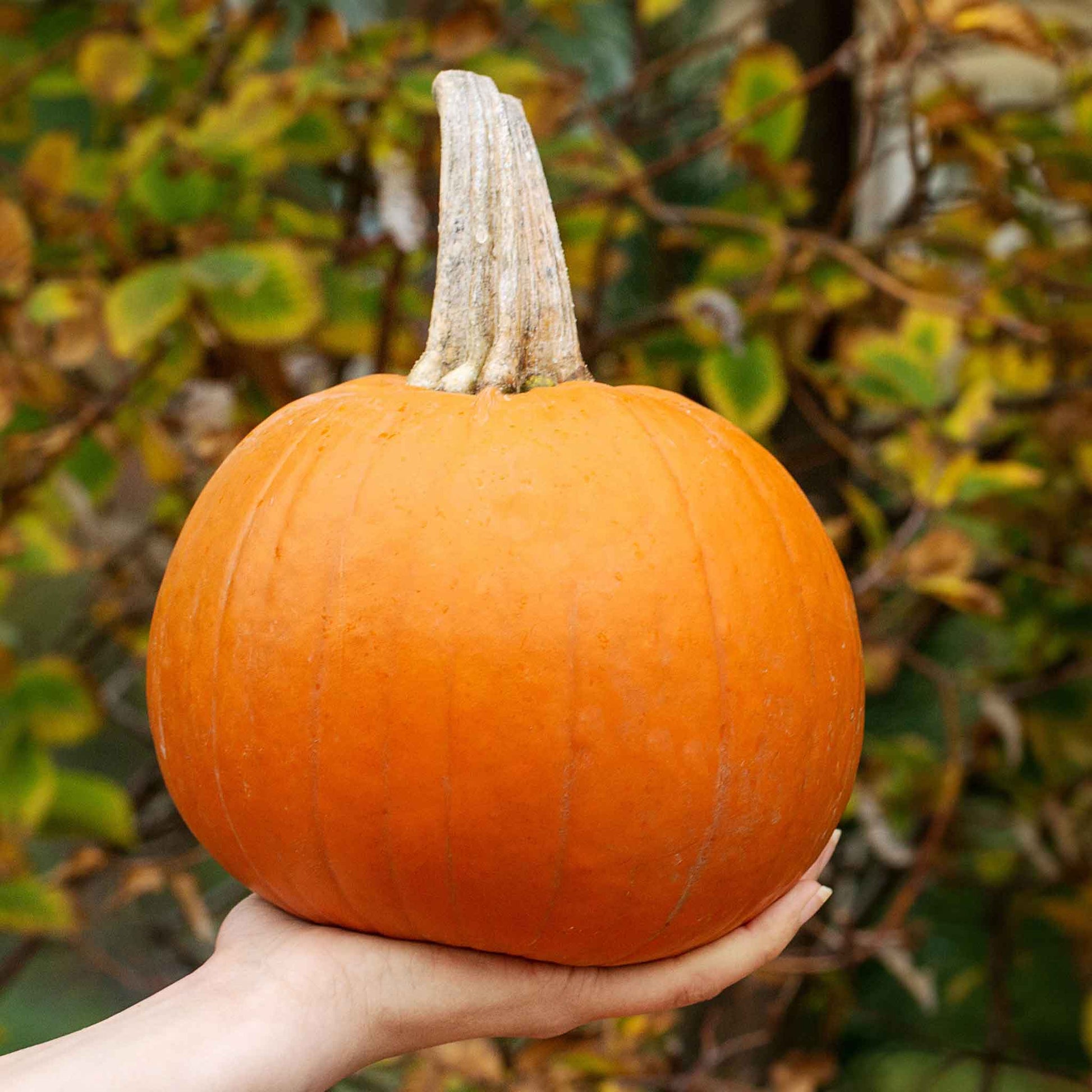 sugar pumpkin seeds to plant Bulk Pumpkin Seeds