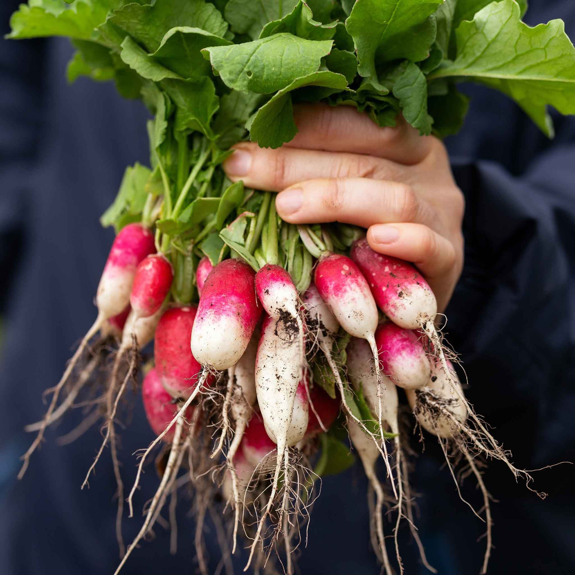 planting french breakfast radish seeds Bulk Radish Seeds - French Breakfast