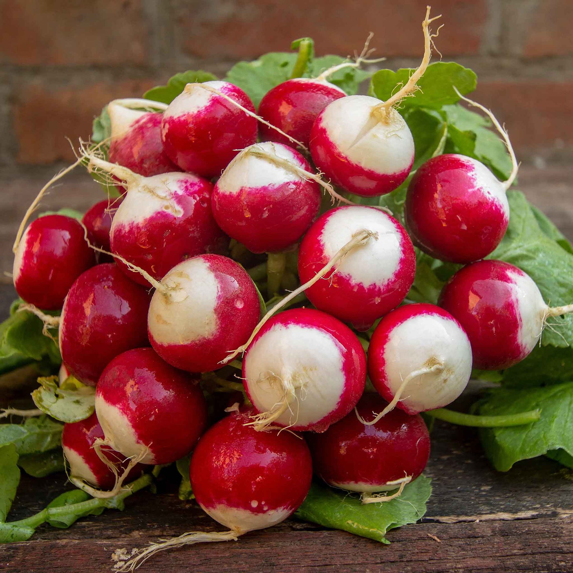 white radish seeds to plant Bulk Radish Seeds - Sparkler White Tip