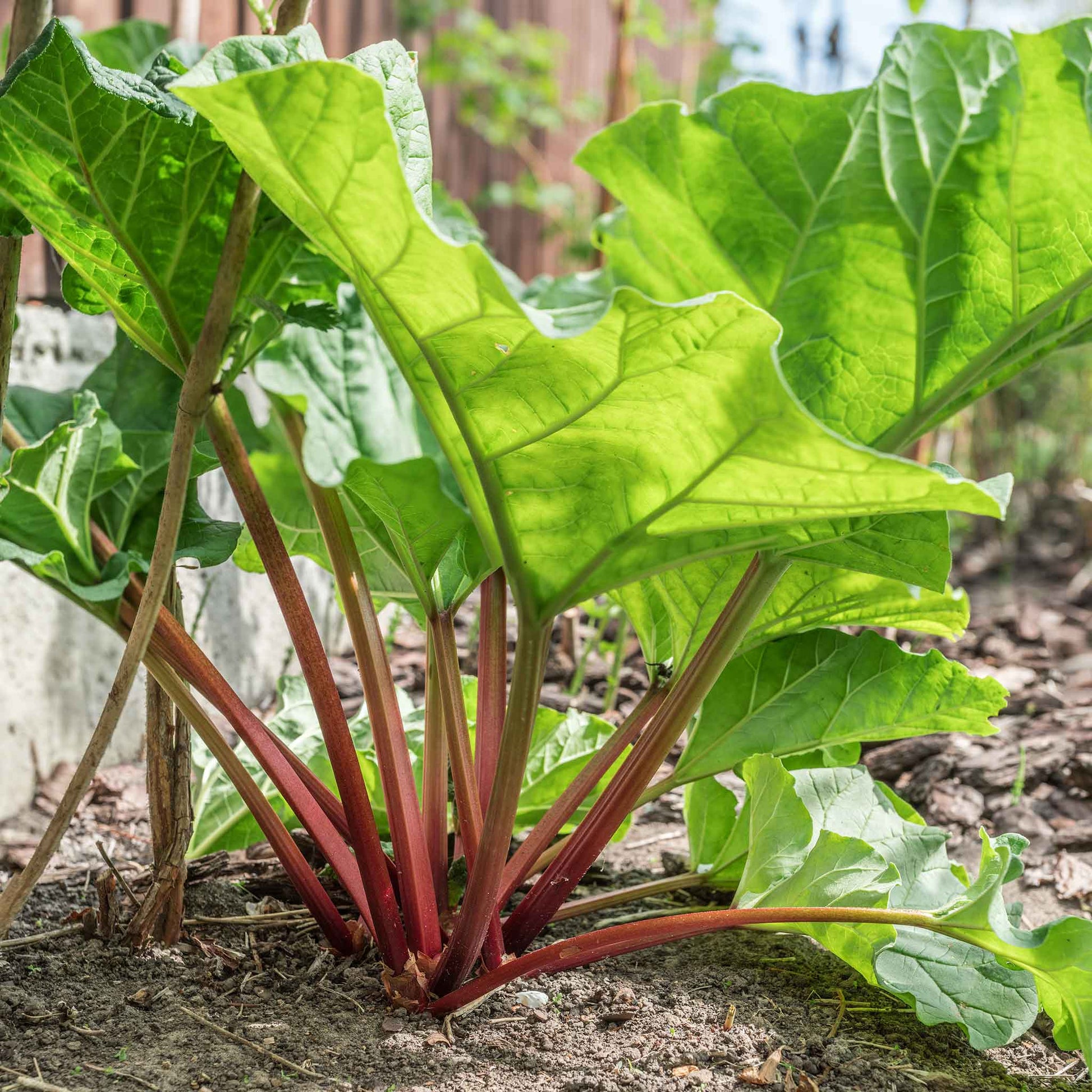 rhubarb plant seed stalks Rhubarb Seeds - Victoria | Vegetable Seeds in Packets & Bulk