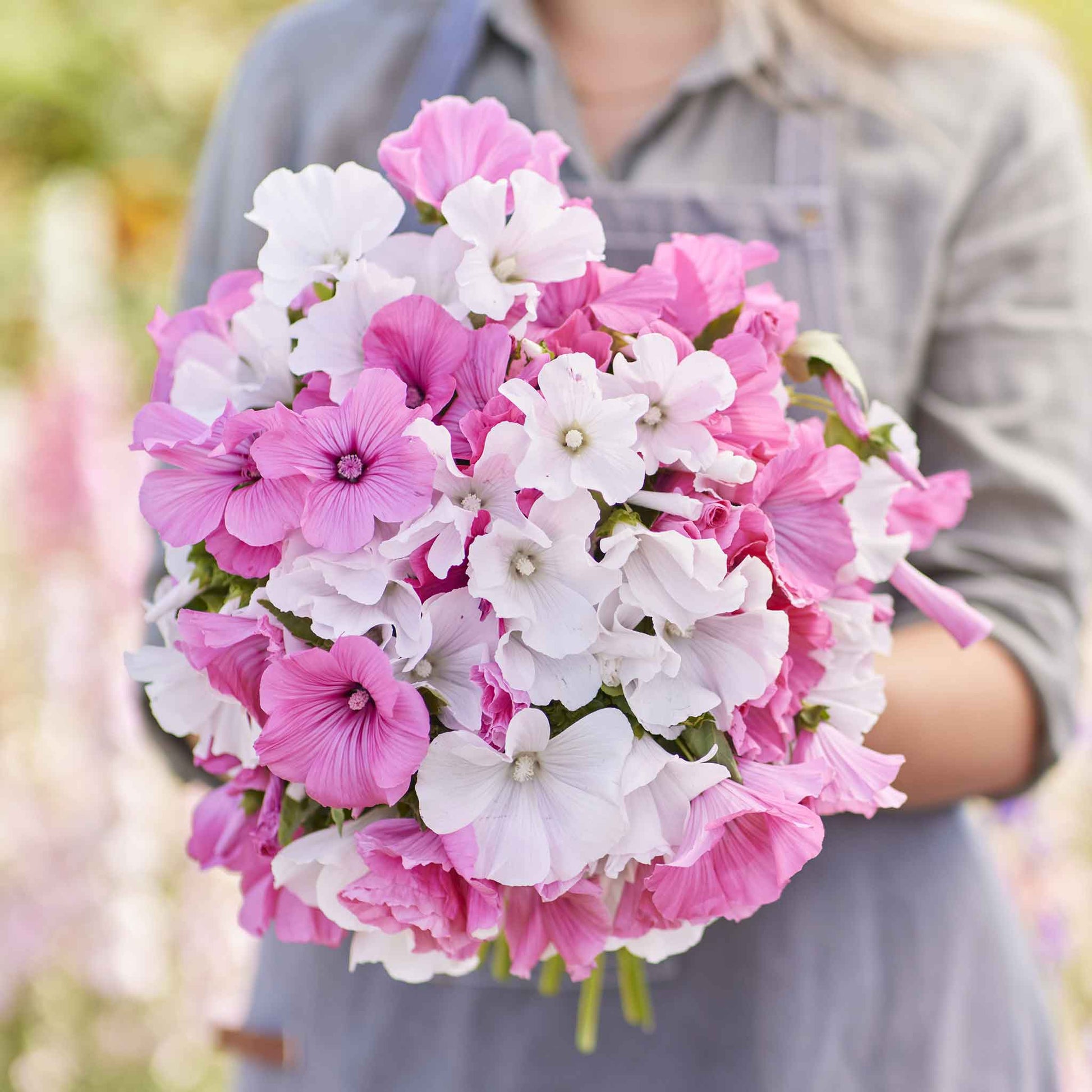 rose seeds bulk Bulk Rose Mallow Seeds - Mixed Colors