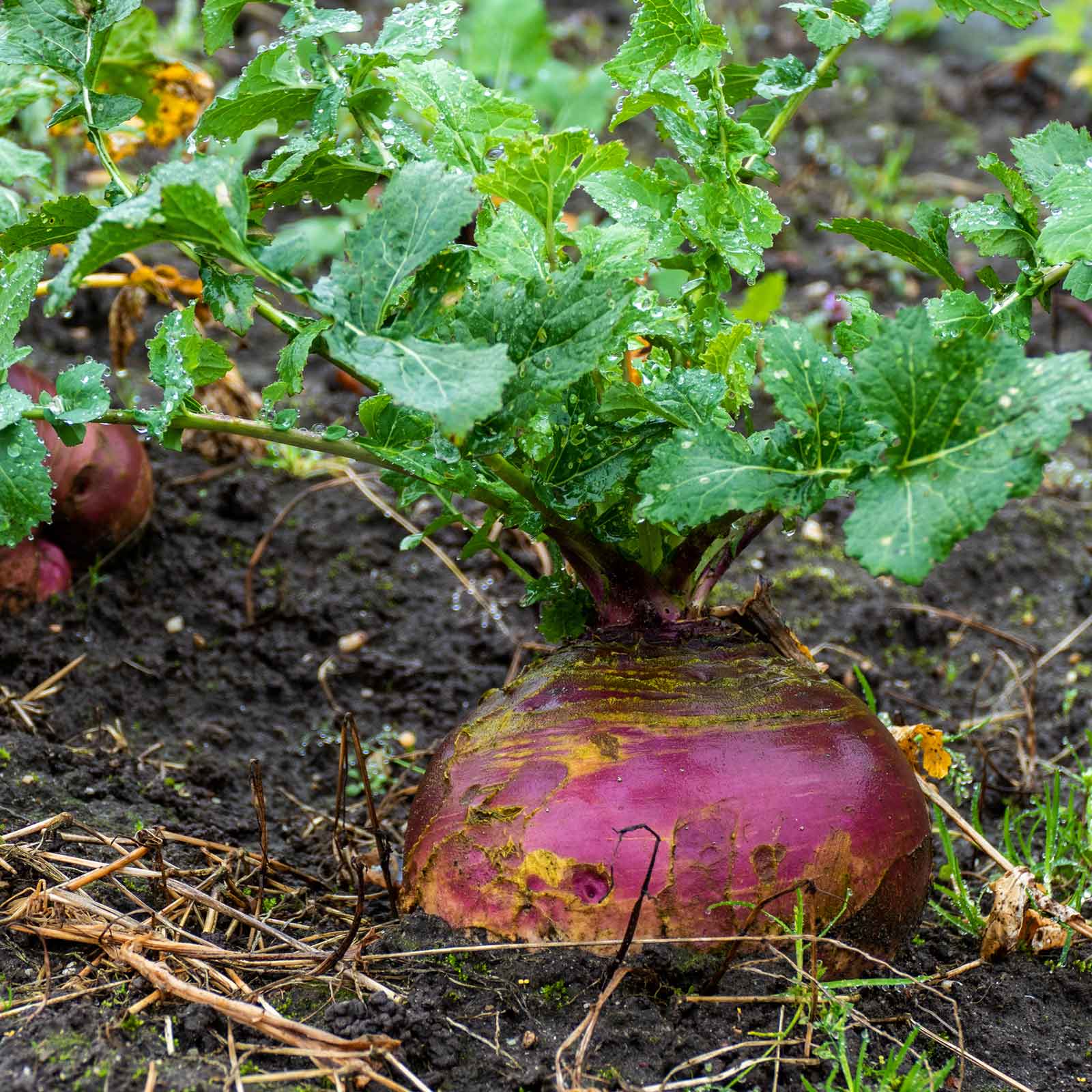 planting rutabaga seeds Bulk Rutabaga Seeds - American Purple Top