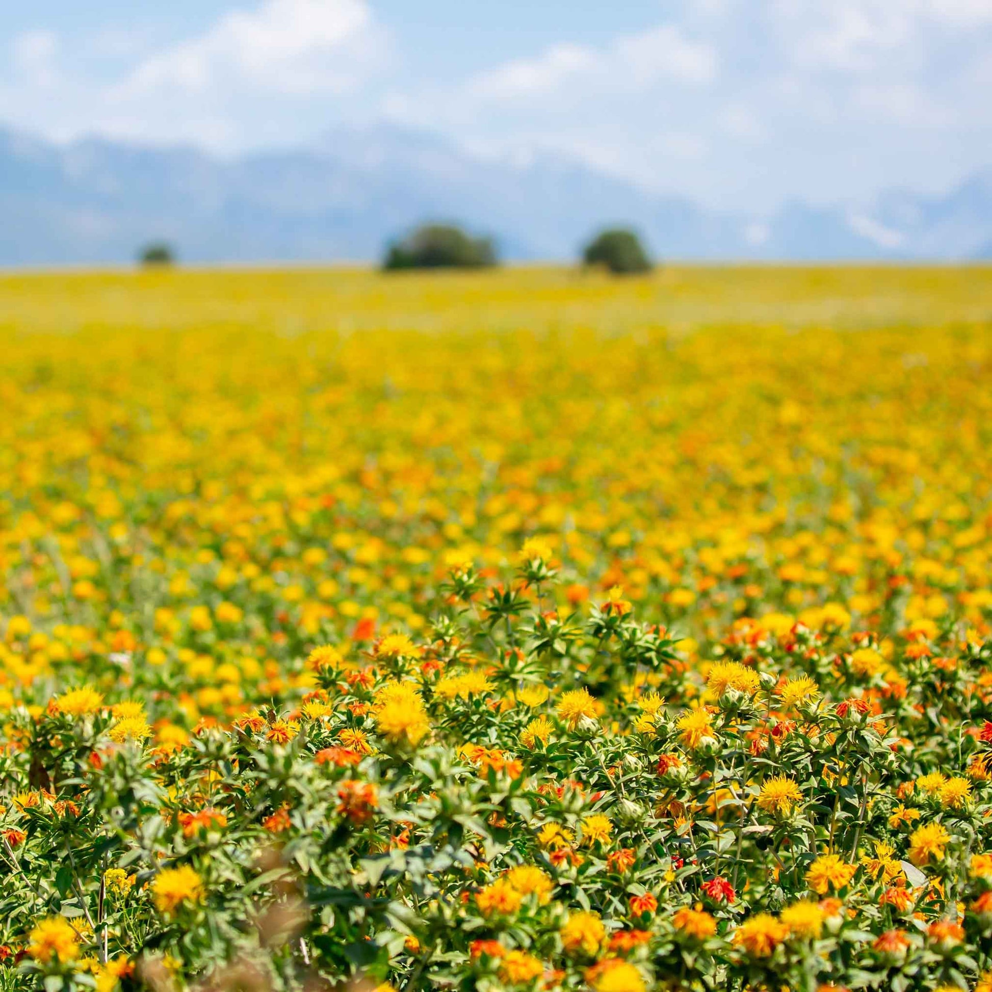 where to buy safflower seeds for planting Bulk Safflower Seeds - Corrales Azafran | Flower Seeds