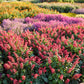 Estella Coral sage growing in a garden setting displaying red blooms and green leaves.