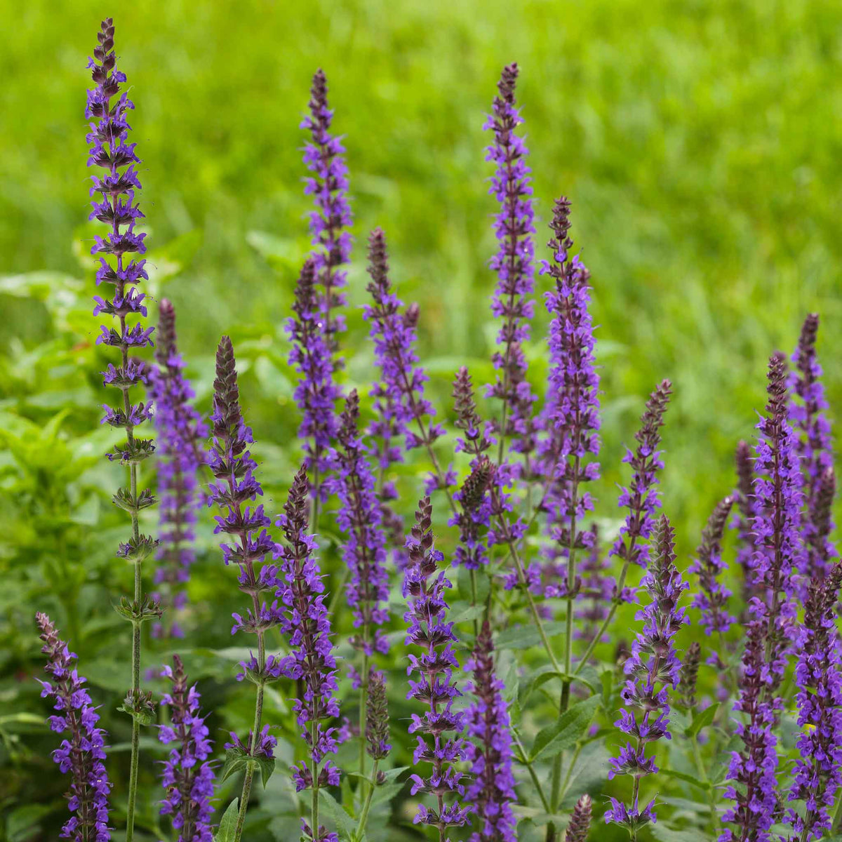 Bulk Sage Seeds - Meadow Sage | Flower Seeds | Bulk Seed Store