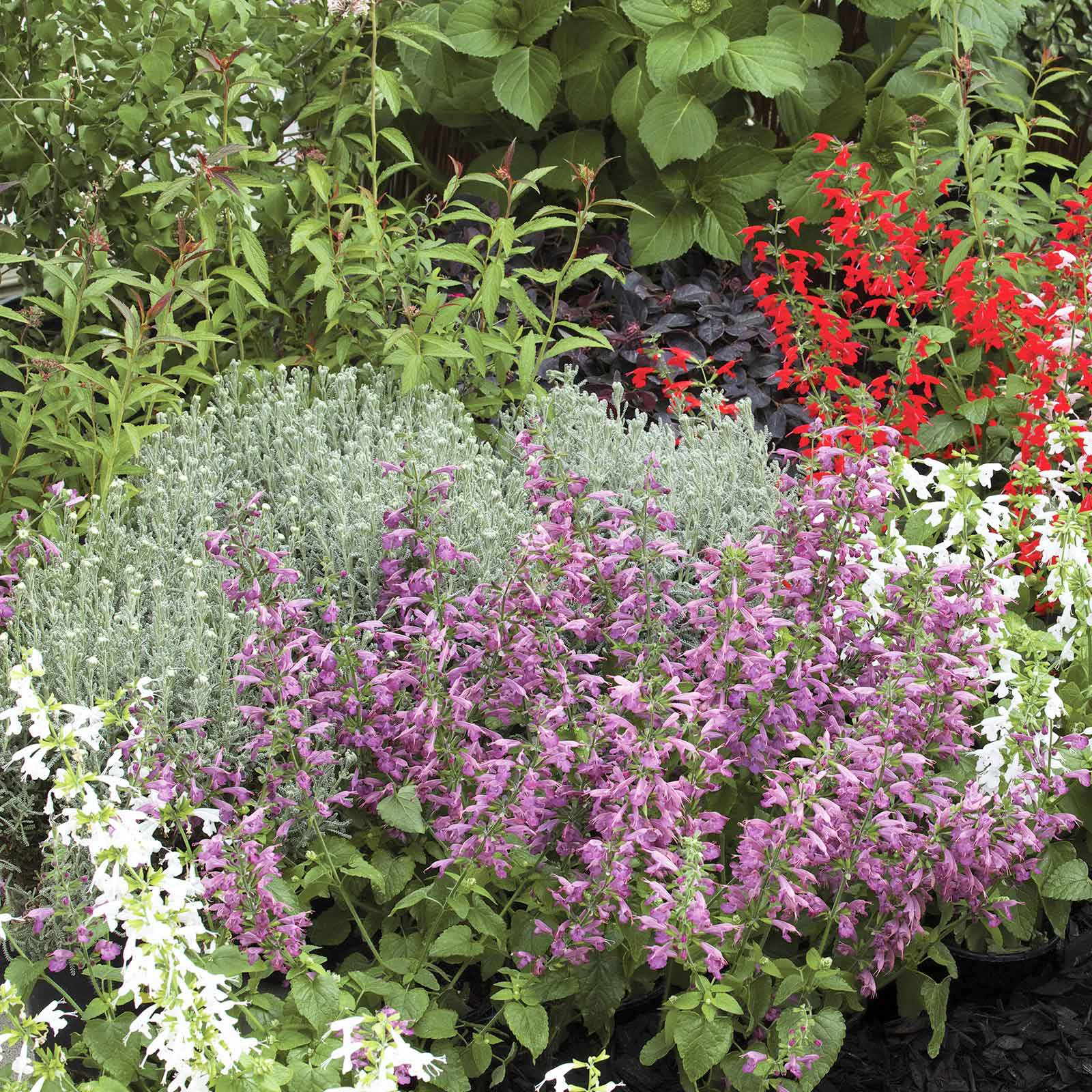 sage summer jewel lavender