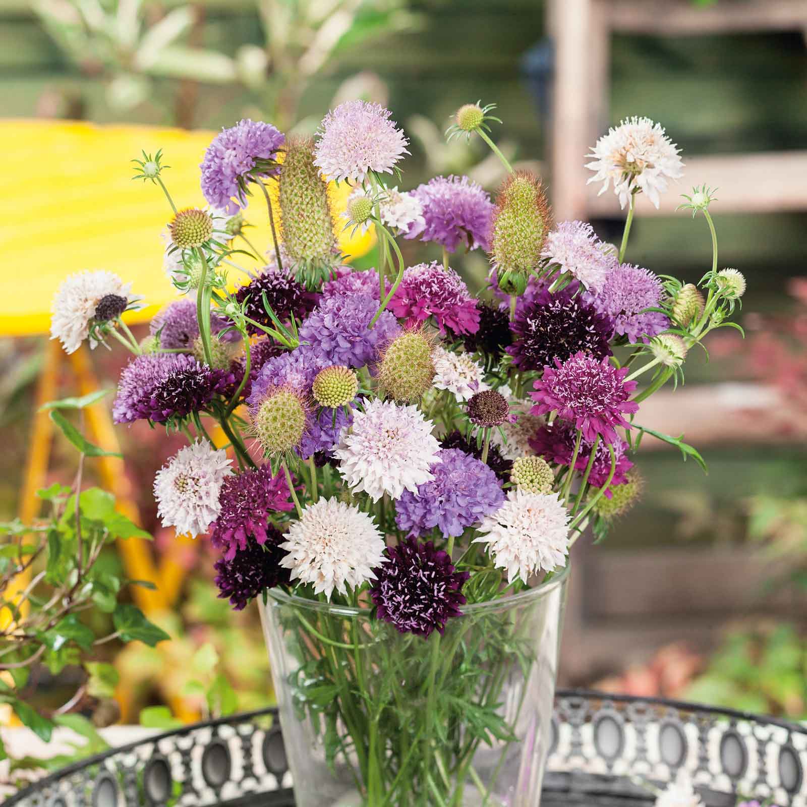 scabiosa tall double mix