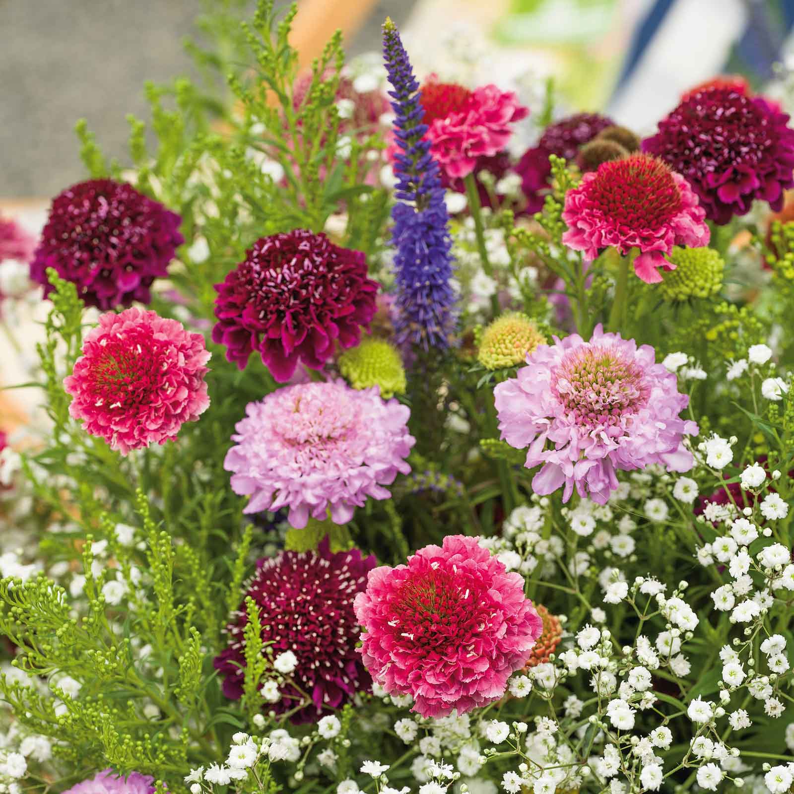 scabiosa tall double mix