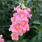 snapdragon chantilly light pink