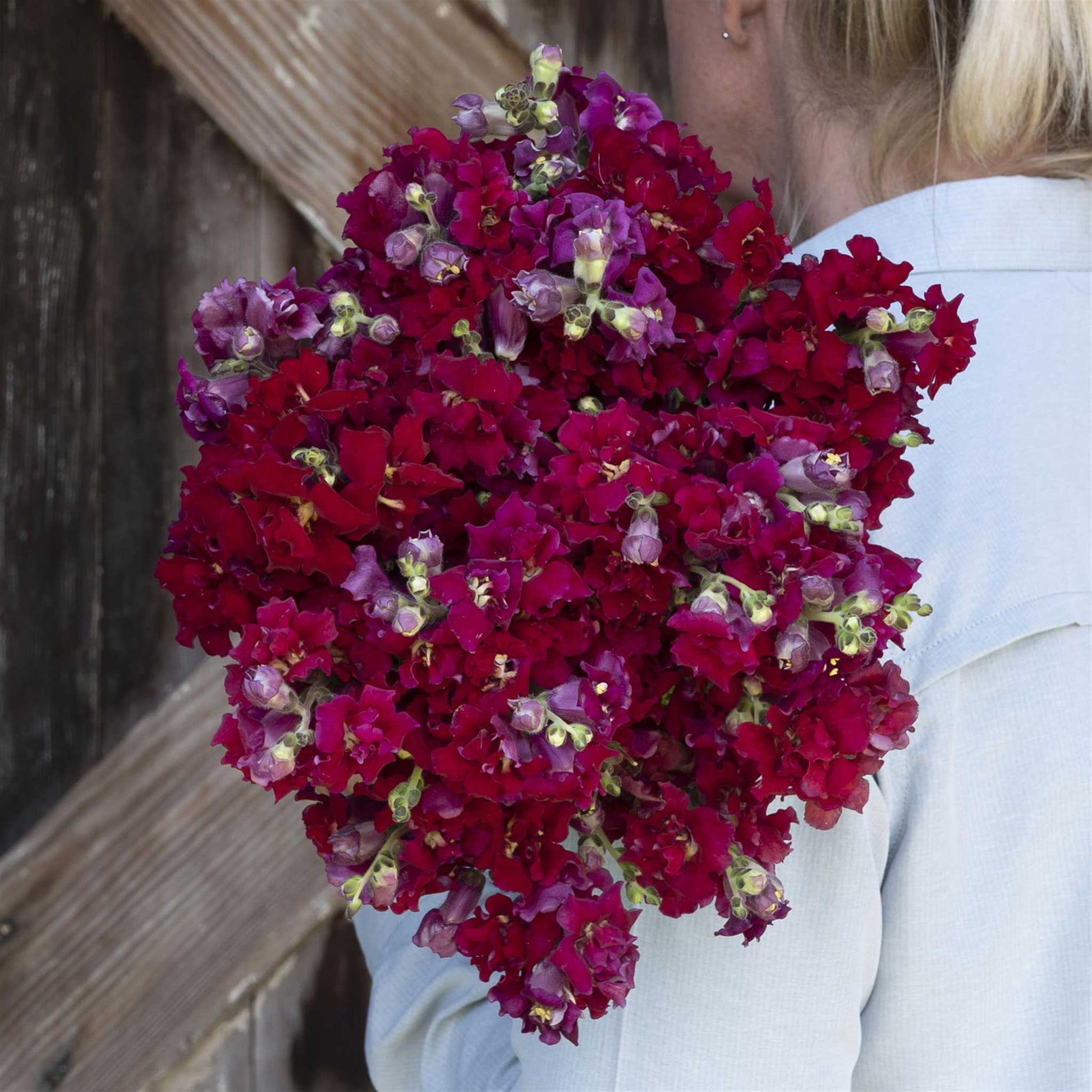 snapdragon madame butterfly red