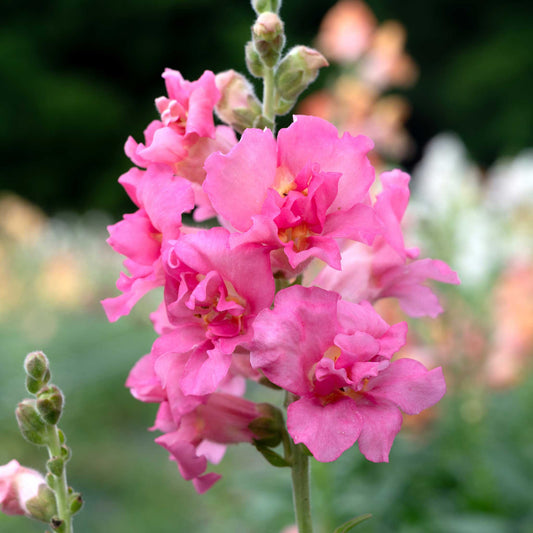 snapdragon madame butterfly rose