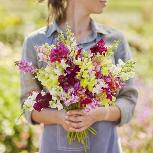 snapdragon magic carpet mix