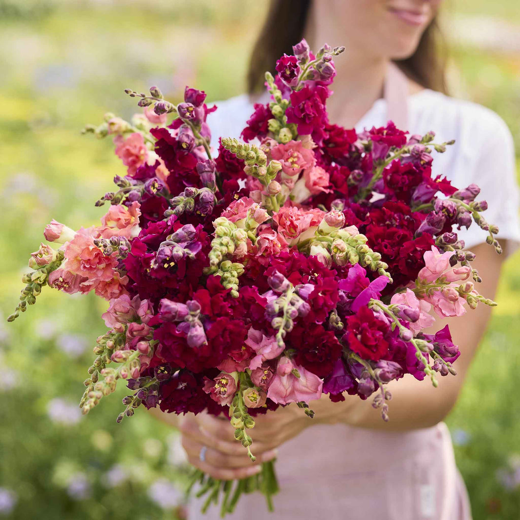 Bulk Snapdragon Seeds | Buy in Bulk & Save | Bulk Seed Store