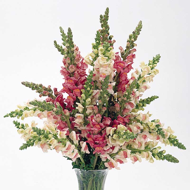 snapdragon potomac appleblossom