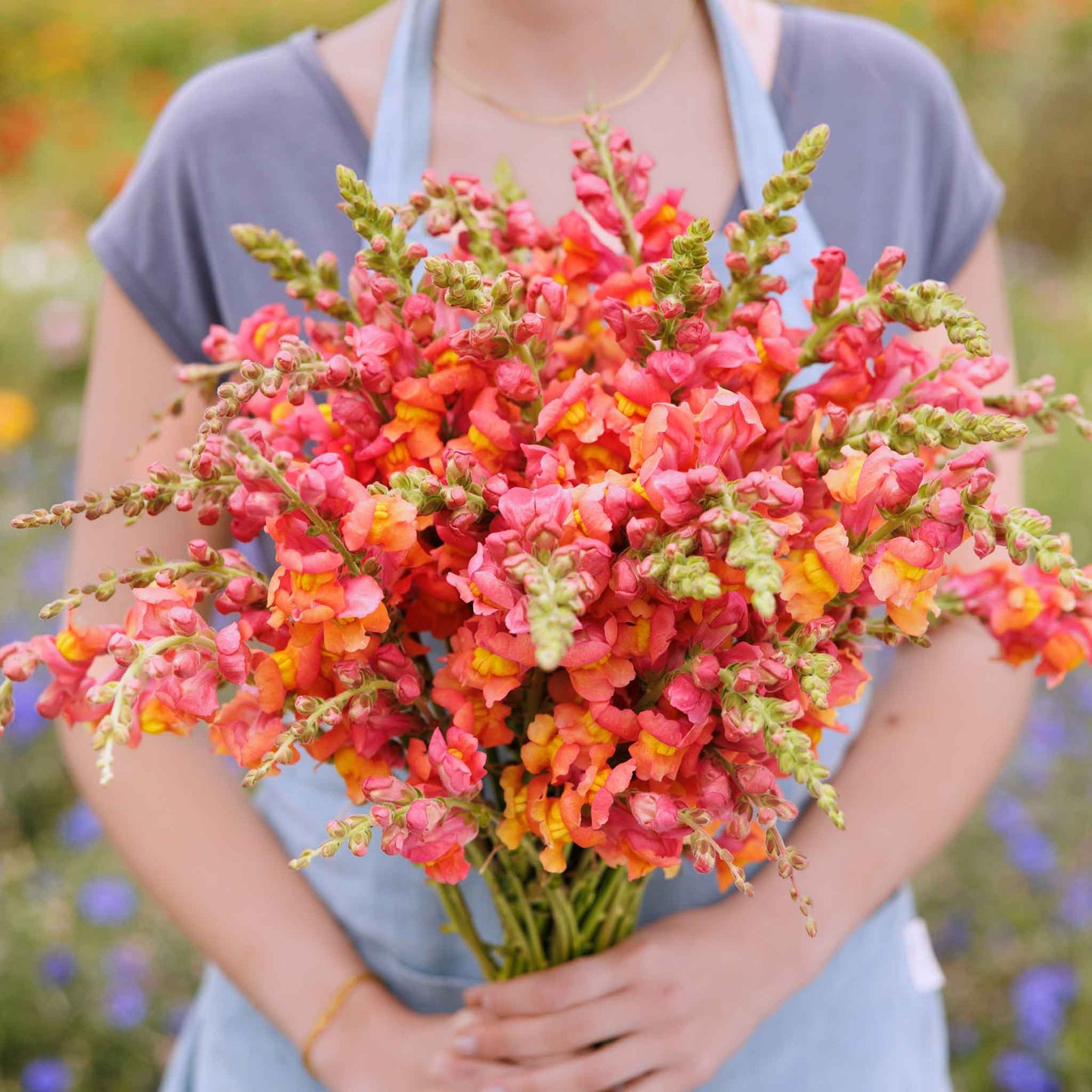 flower rocket seed disc Bulk Snapdragon Seeds - Rocket Bronze