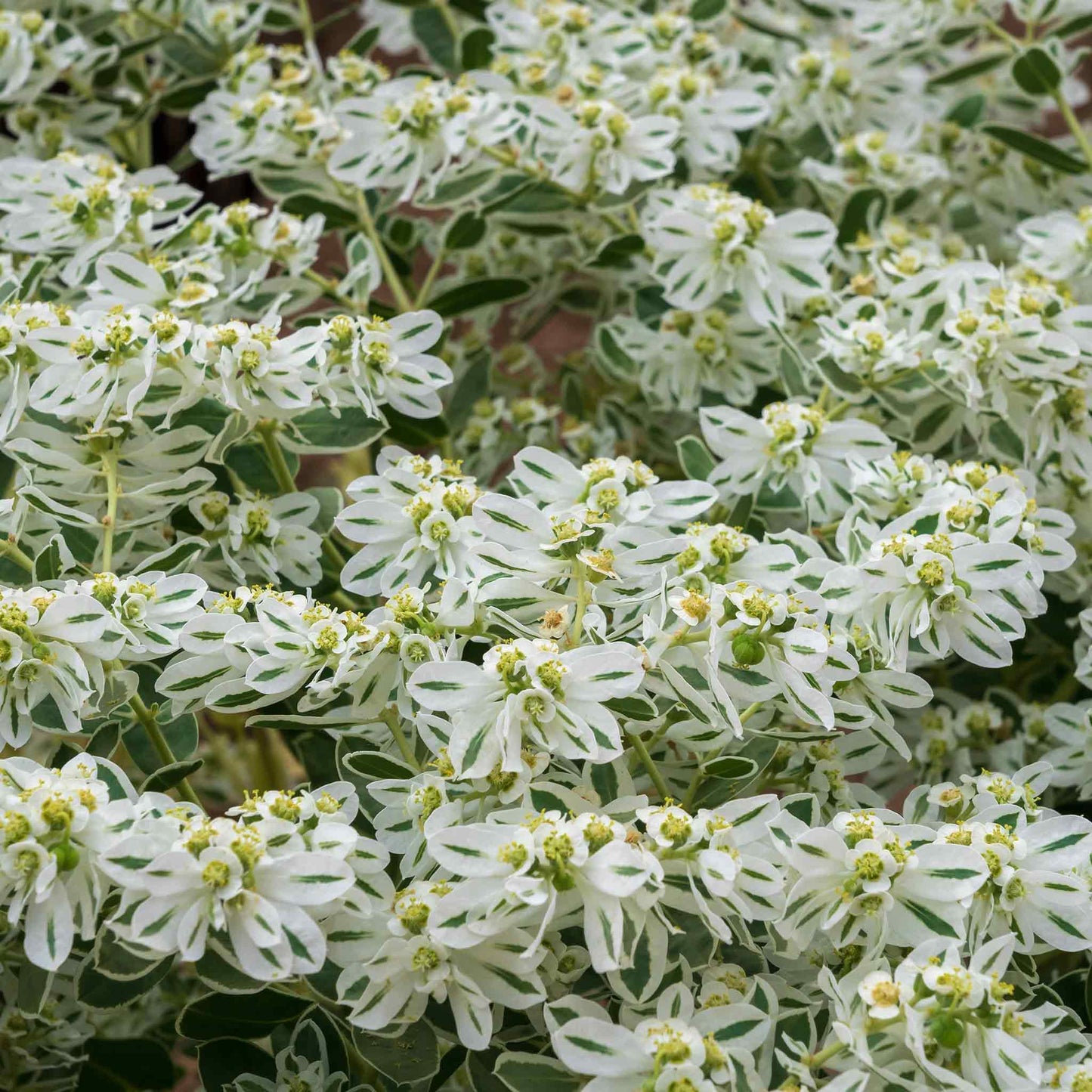seed of snow flower Snow on the Mountain Seeds | Flower Seeds