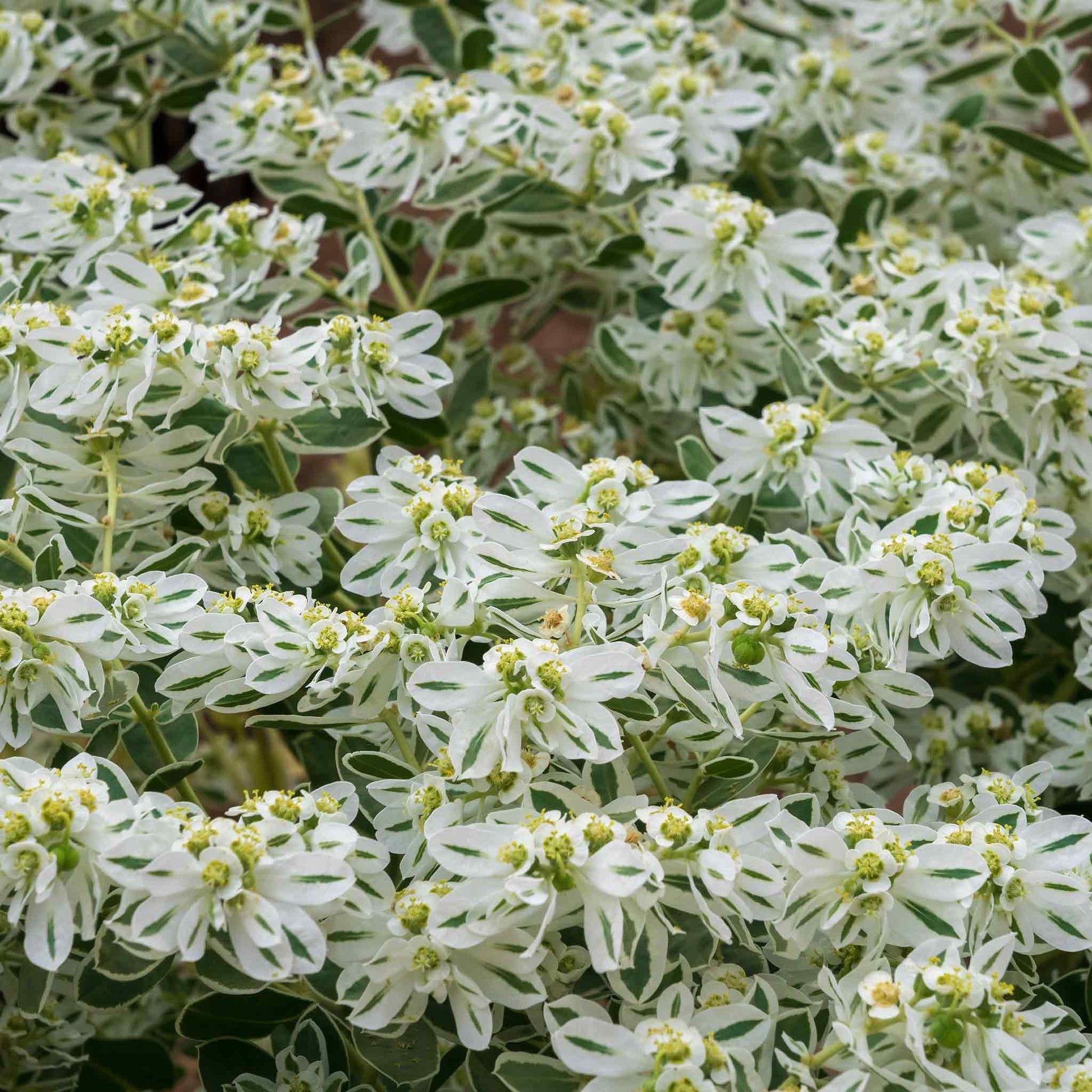 snow on the mountain plant seeds Snow on the Mountain Seeds | Flower Seeds