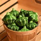 A basket of scallop shaped Green Lightning squash with a unique shape and green and white striped skin