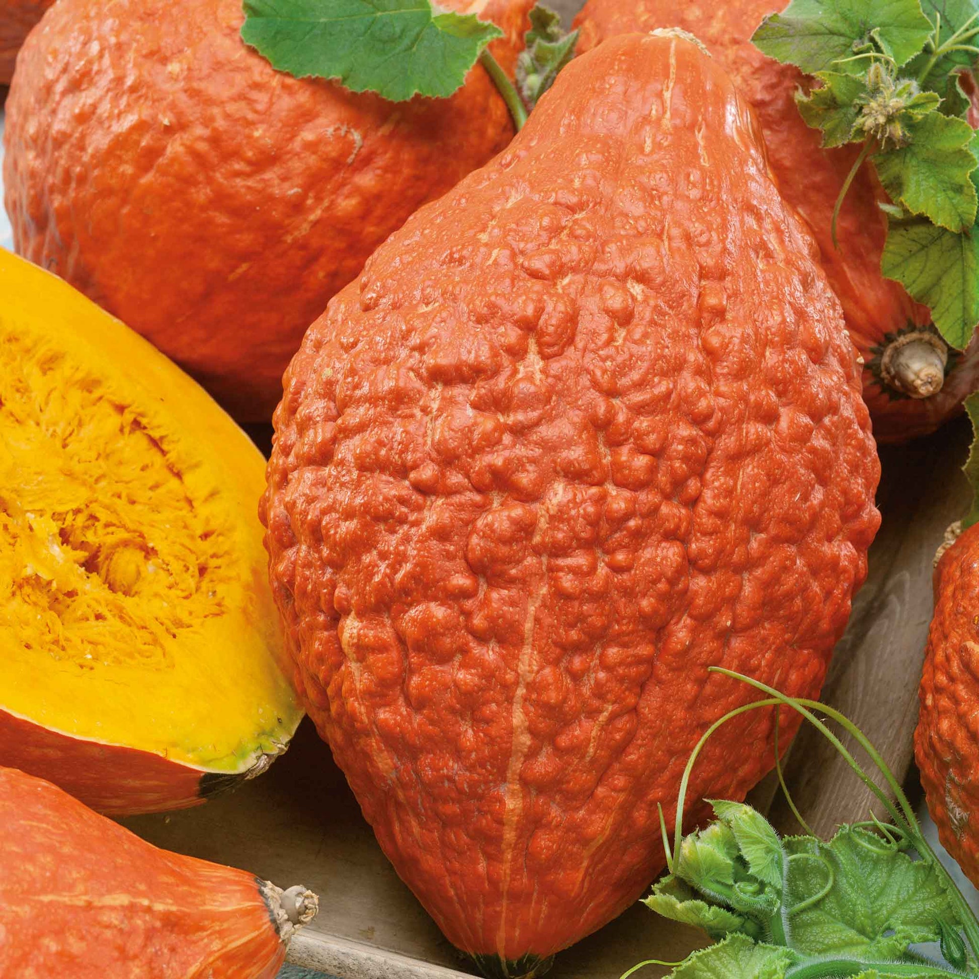 planting hubbard squash seeds Bulk Squash (Winter) Seeds - Hubbard Golden