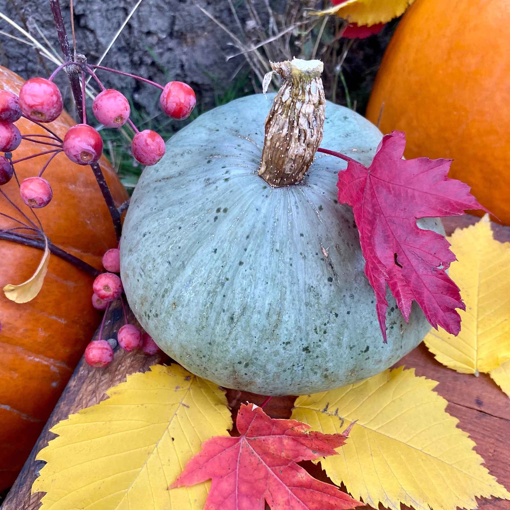 plant squash seeds Bulk Squash (Winter) Seeds - Sweet Meat