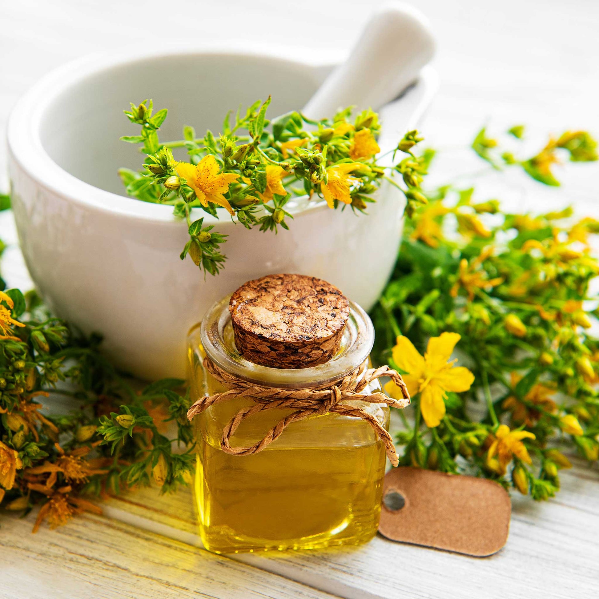 st john's wort plant seeds Bulk St. Johns Wort Seeds
