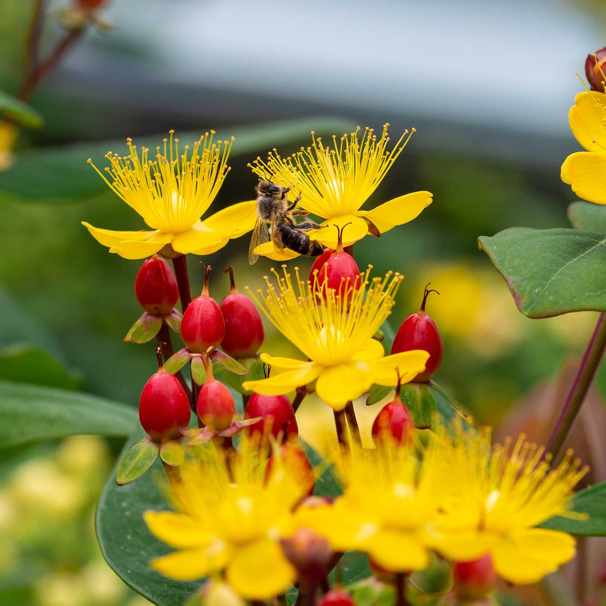 planting st john's wort seeds Bulk St. Johns Wort Seeds