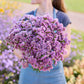 A person holding a bouquet of statice forever rose flowers in a garden setting.
