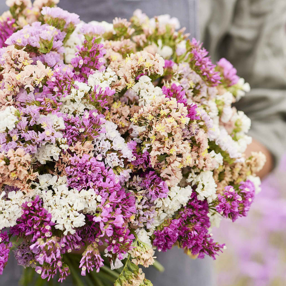 Bulk Statice Seeds - Pastel Mix | Bulk Seed Store