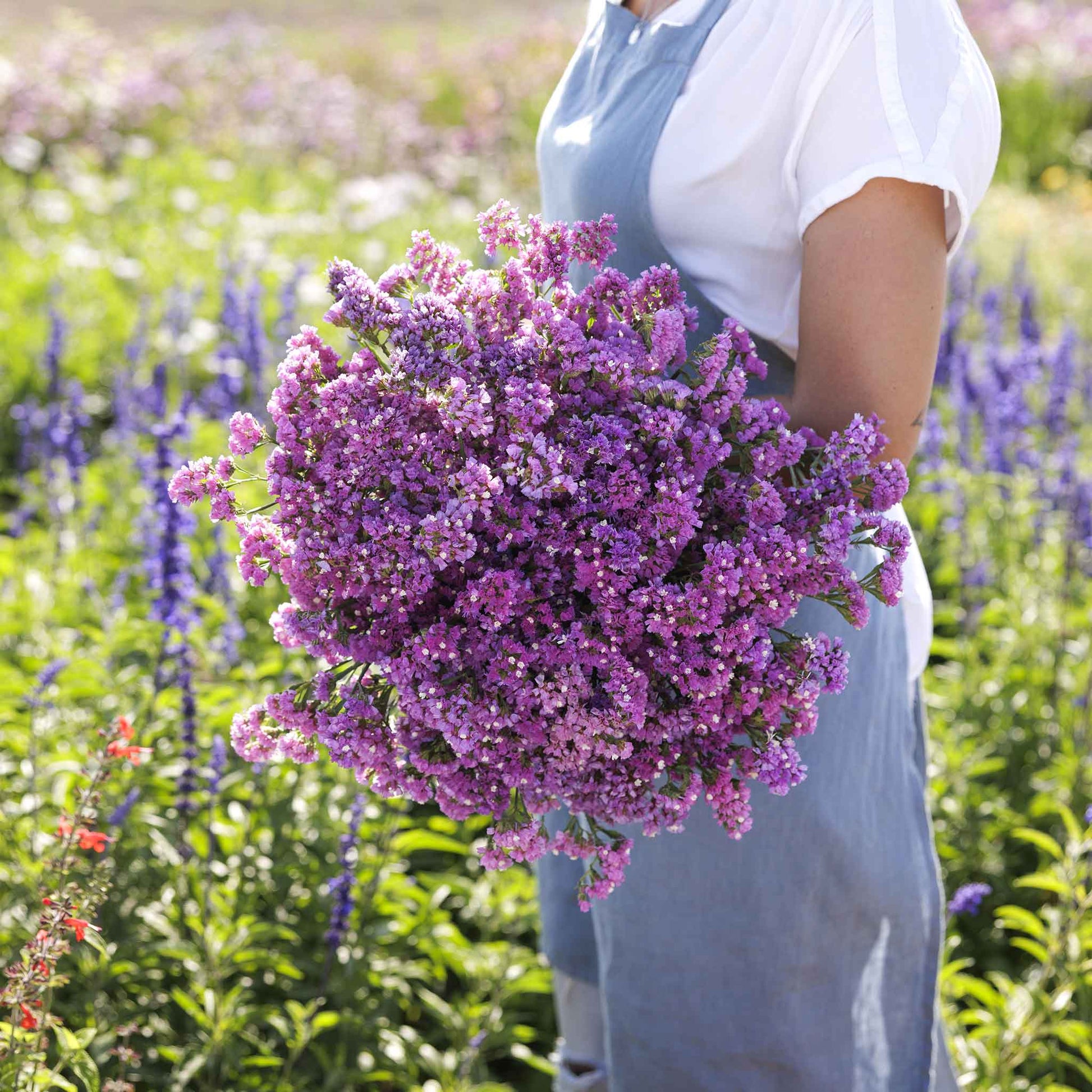statice seeker rose shades