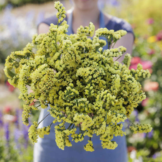 statice seeker yellow