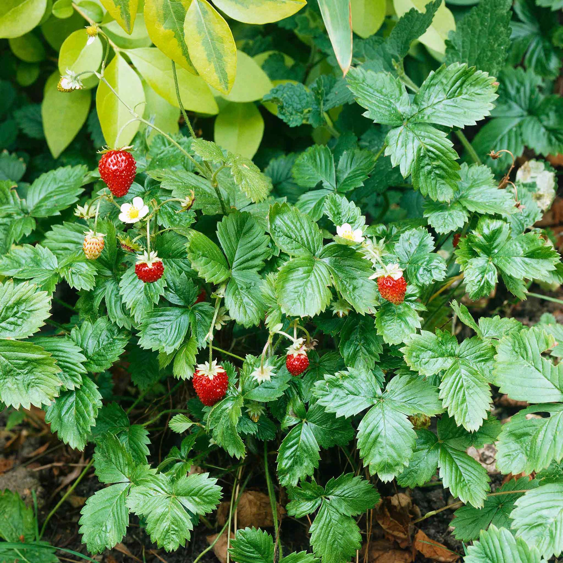 strawberry seeds green Strawberry Seeds - Alpine Strawberry Baron Solemacher | Vegetable Seeds