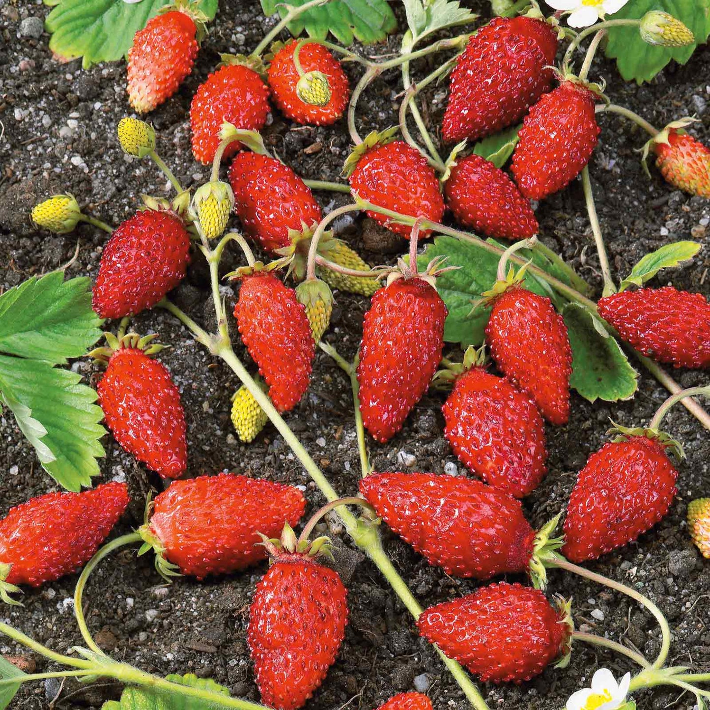 starting alpine strawberries from seed Strawberry Seeds - Alpine Strawberry Baron Solemacher | Vegetable Seeds