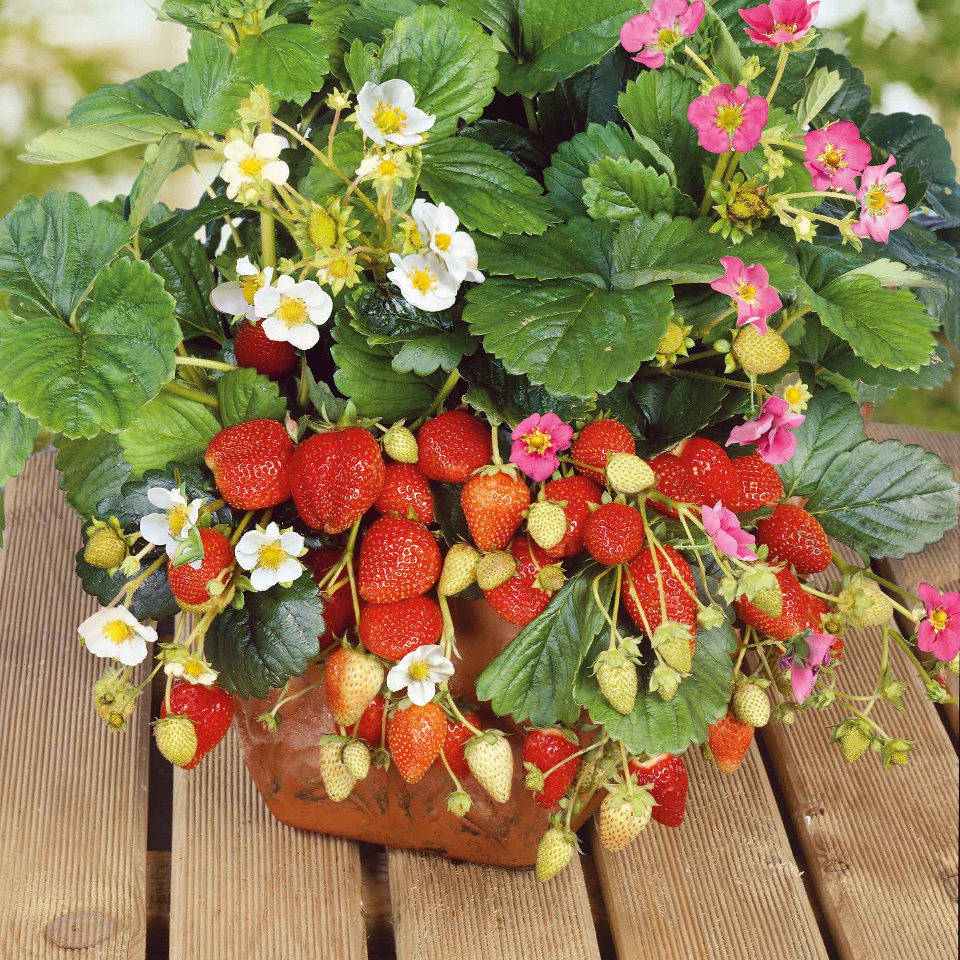 strawberry greenhouse seeds Strawberry Seeds - Rainbow Treasure F1 | Vegetable Seeds
