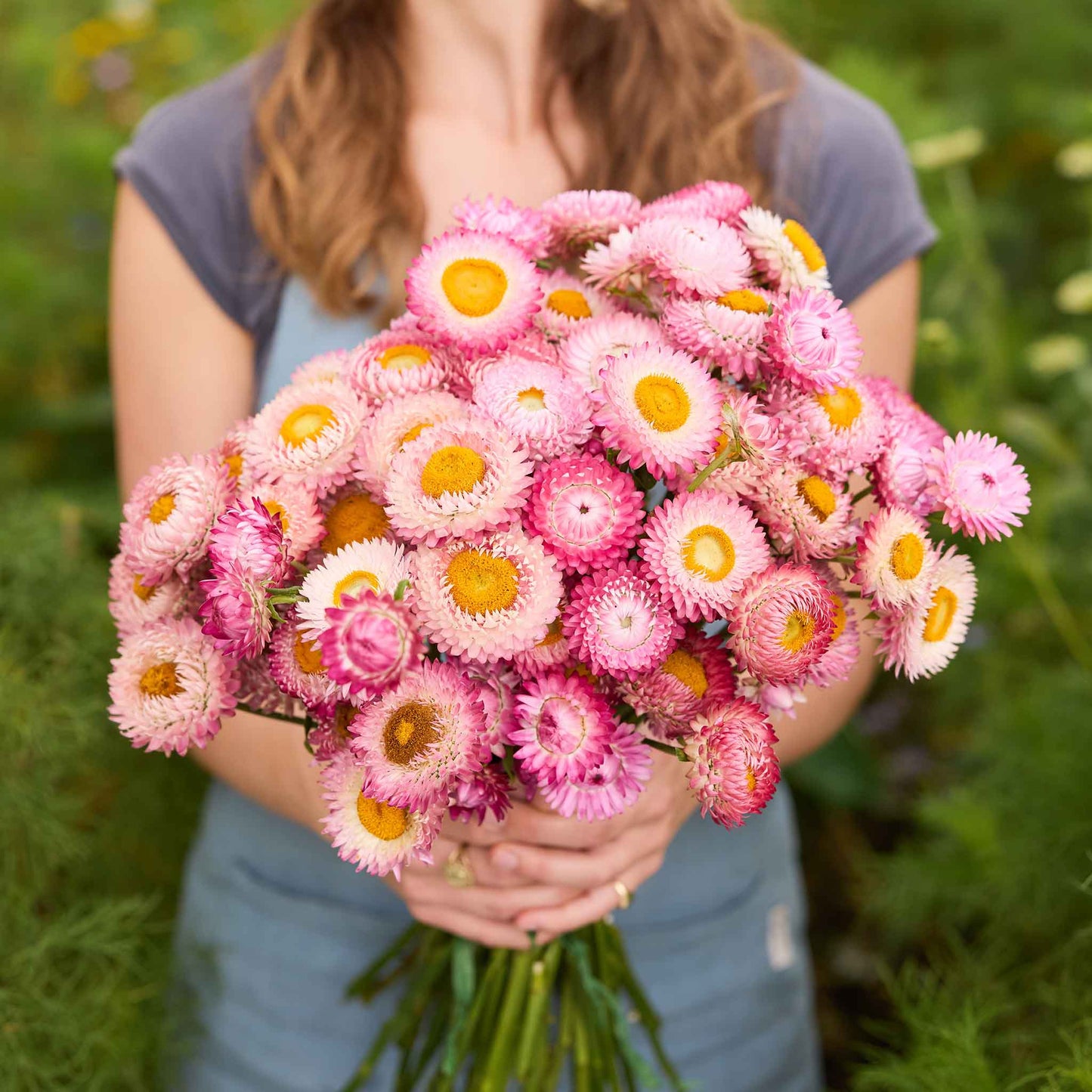 Person holding a bouquet of bright rose strawflower flowers in a natural setting